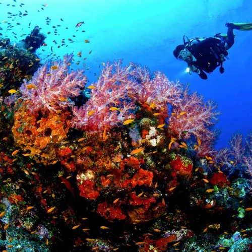 PADI AWARE - Coral Reef Conservation Diver