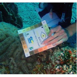 PADI AWARE - Coral Reef Conservation Diver