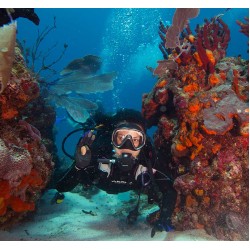 PADI AWARE - Coral Reef Conservation Diver