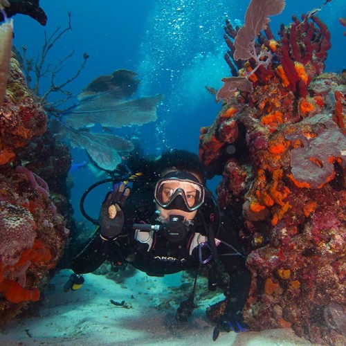 PADI AWARE - Coral Reef Conservation Diver