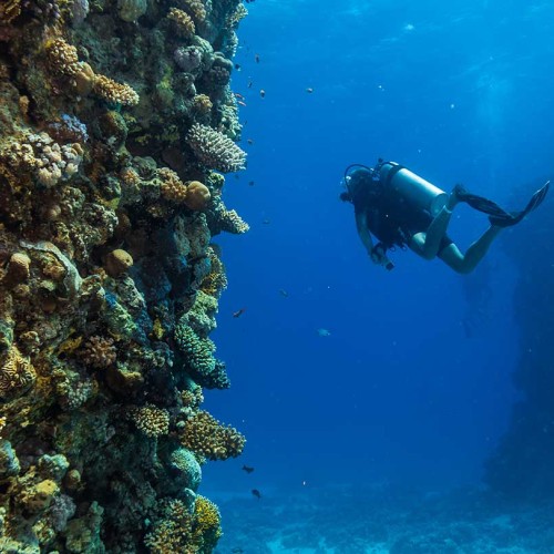 PADI Scuba Diver Course