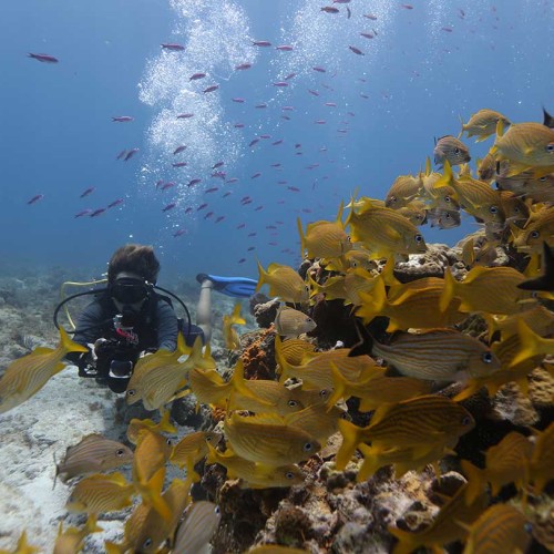 PADI Underwater Naturalist